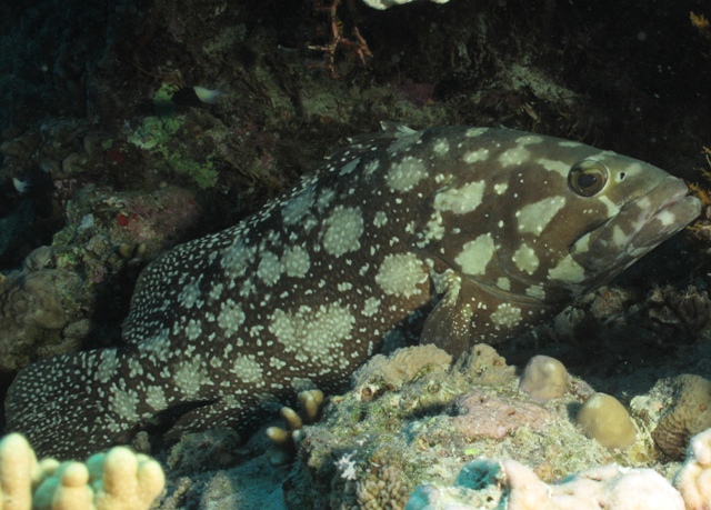 Epinephelus Summana